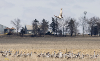 Cranes on a Farm